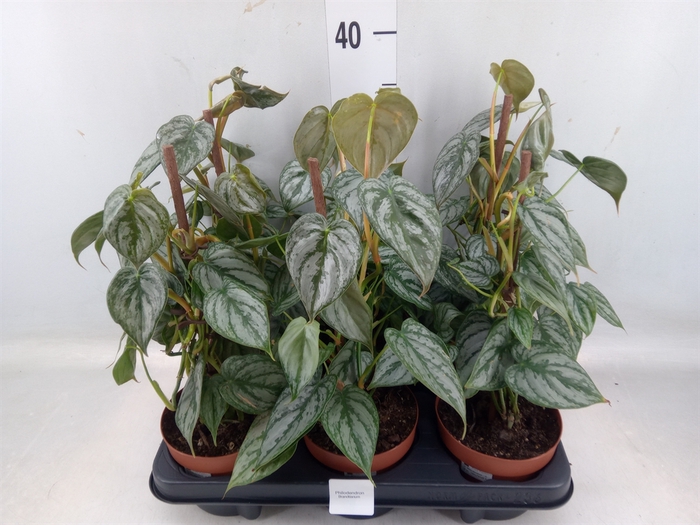 <h4>Philodendron brandtianum</h4>