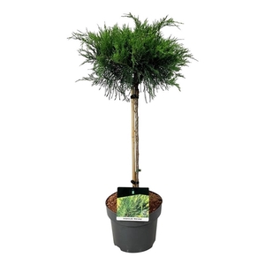 Juniperus pf. 'Mint Julep'