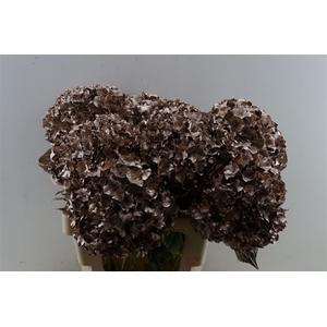 Hydr Kbh Champagne Stem
