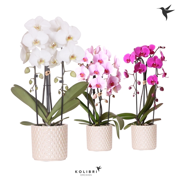 <h4>Kolibri Orchids Cascade Niagara fall 2spike in Diamond Pearl tra</h4>