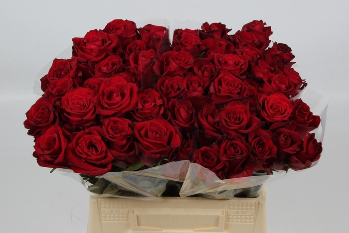 <h4>R GR EVER RED</h4>