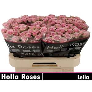 R Tr Leila
