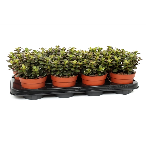 <h4>Crassula minor 12 cm</h4>