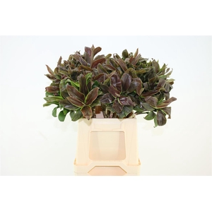 Dracaena frag. 'Compacta'