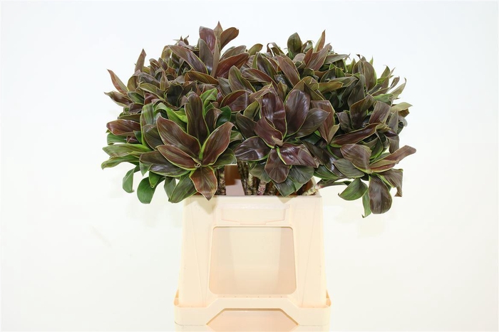<h4>Dracaena frag. 'Compacta'</h4>