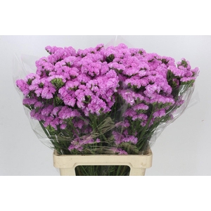 Limonium Sinuatum Pink Rosa