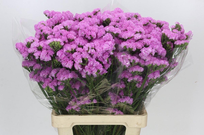 <h4>Limonium Sinuatum Pink Rosa</h4>