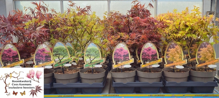 <h4>Acer palmatum</h4>