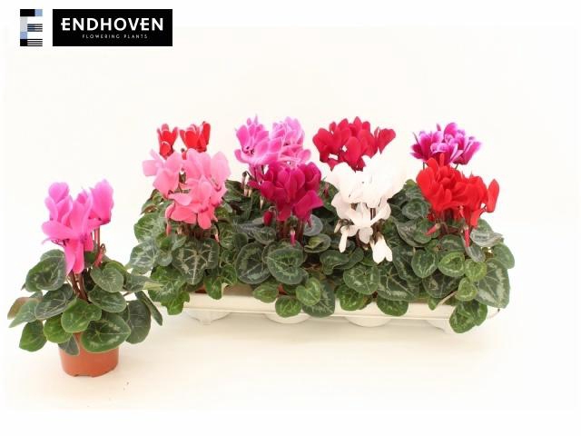 <h4>CYCL MD SUP MACRO</h4>