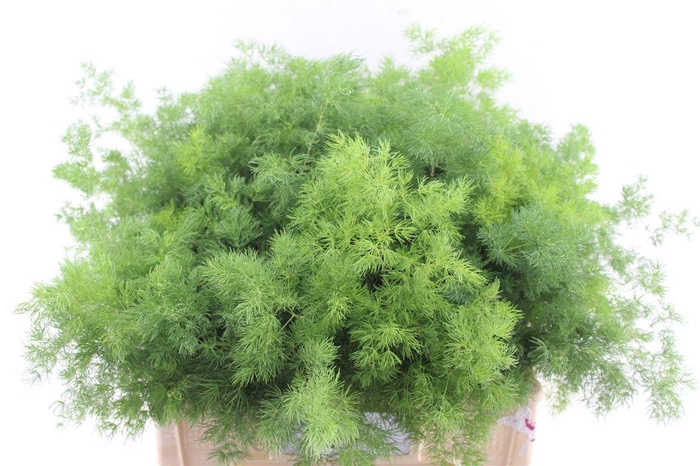 <h4>Asp Umbellatus</h4>
