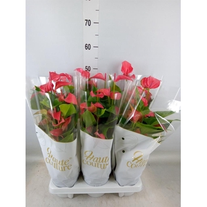 Anthurium  'FC Romantico'