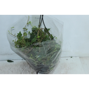 HEDERA VERDE C21