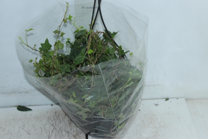 <h4>HEDERA VERDE C21</h4>