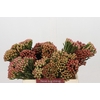 Kaaps Groen Red Brunia XL