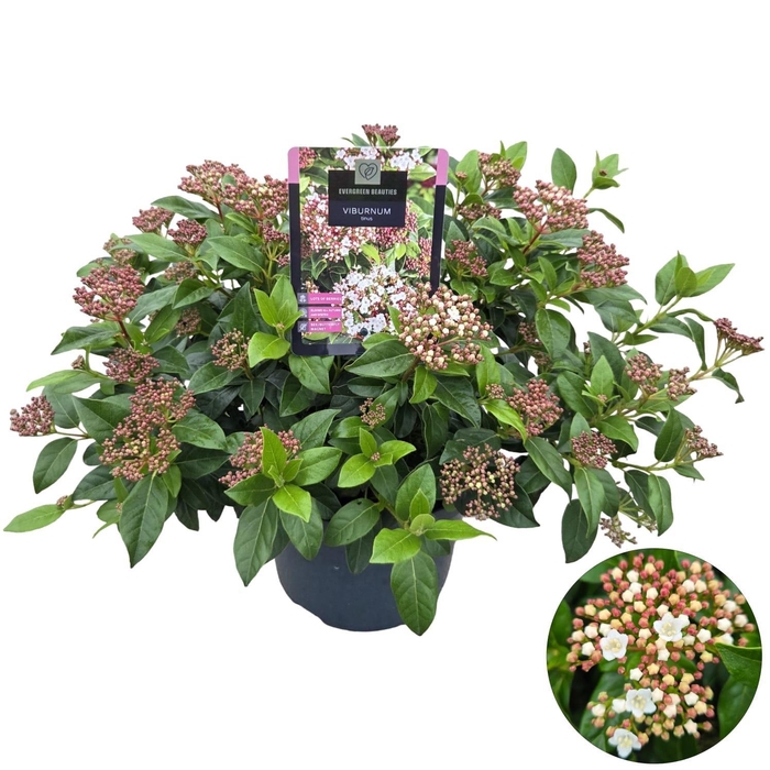 <h4>Viburnum Tinus C5</h4>