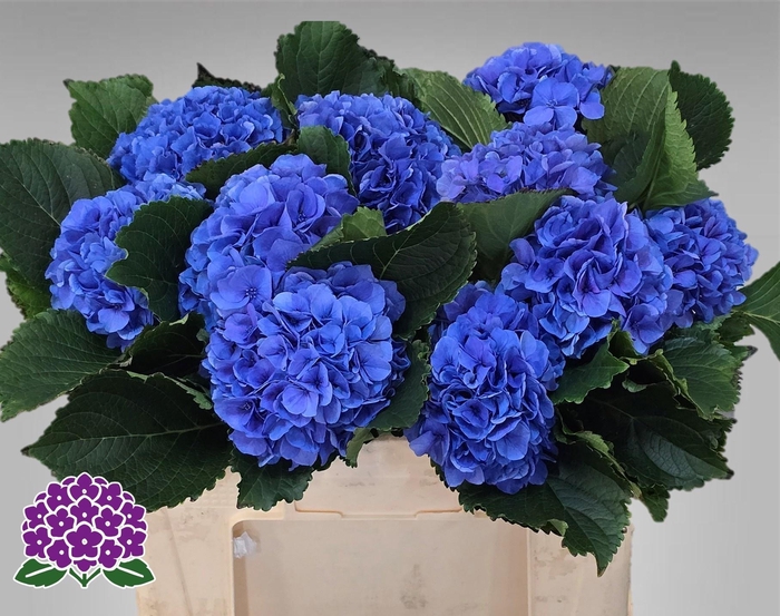 <h4>HYDR M ROYAL PARADE</h4>