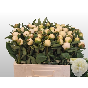 PAEO L DUCHES D NEMO