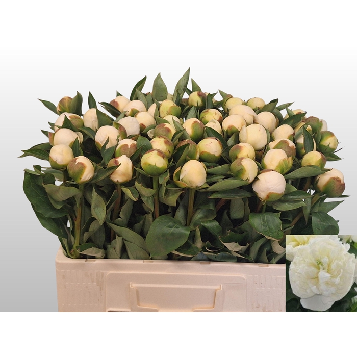 <h4>PAEO L DUCHES D NEMO</h4>