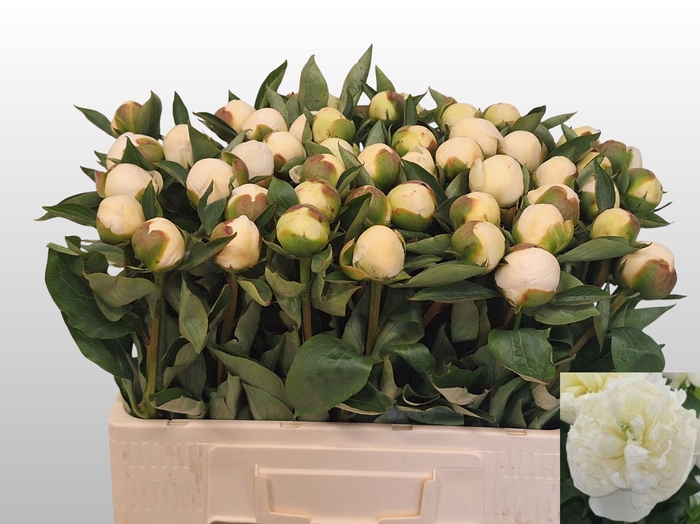 <h4>PAEO L DUCHES D NEMO</h4>