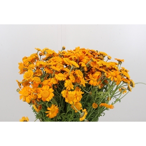 Zomerbloemen