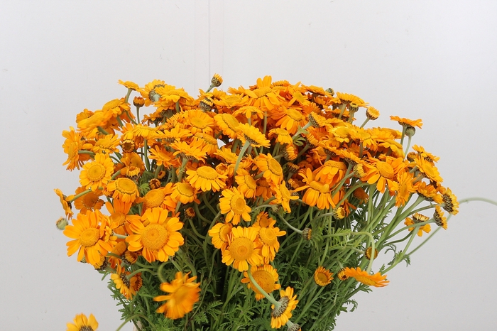 <h4>Zomerbloemen</h4>