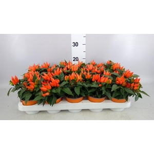 Capsicum annuum 'Salsa Dark Orange'