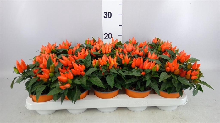 <h4>Capsicum annuum 'Salsa Dark Orange'</h4>