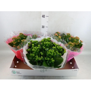 Kalanchoe blos.   ..rosebud mix  3