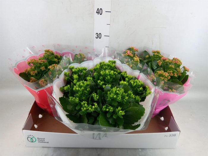 <h4>Kalanchoe blos.   ..rosebud mix  3</h4>