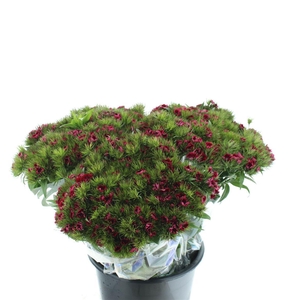 Di Barb Ball Dark Red Super