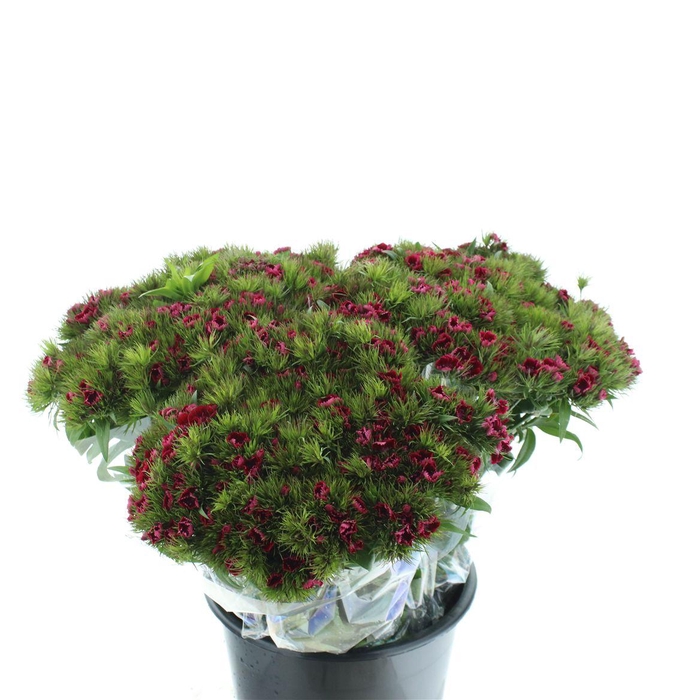 <h4>Di Barb Ball Dark Red Super</h4>