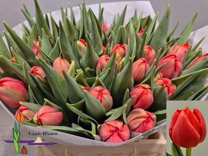 <h4>TU DU OLD FAITHFUL</h4>