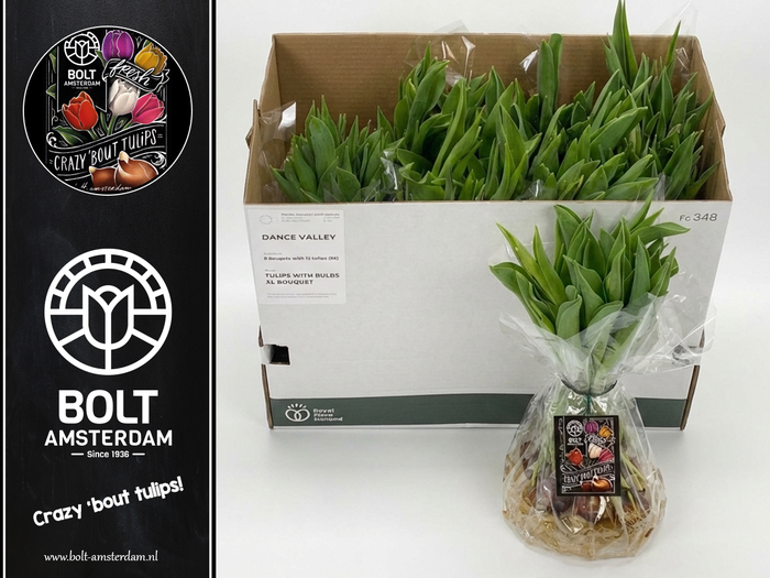 <h4>"DANCE VALLEY" Box - Tulips with bulbs - XL bouquet - 12 Tulips - 4 Single Flowered Variations in Season</h4>