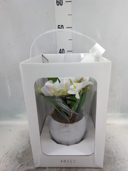 <h4>Phalaenopsis   ...white</h4>