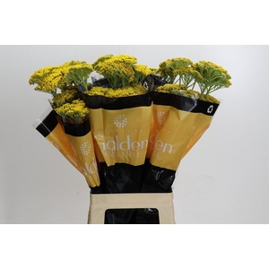 Achillea Golden Painted Prairi