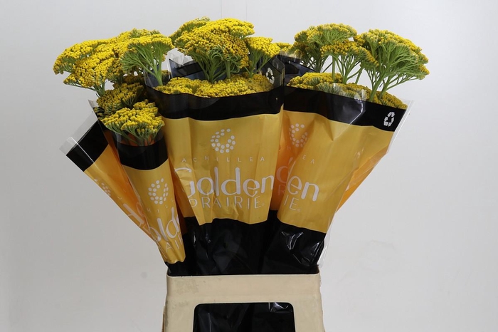 <h4>Achillea Golden Painted Prairi</h4>