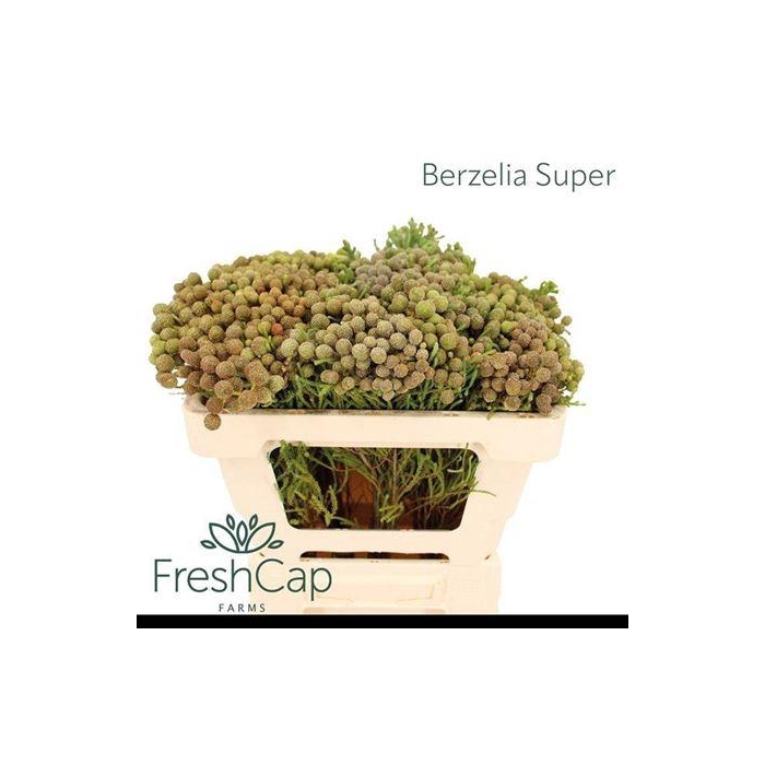 <h4>Kaaps Berzelia Abrotanoides</h4>