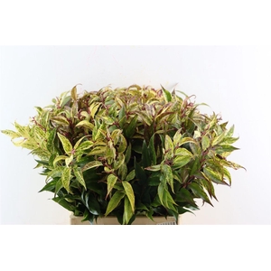 Leucothoe Walteri Rainbow