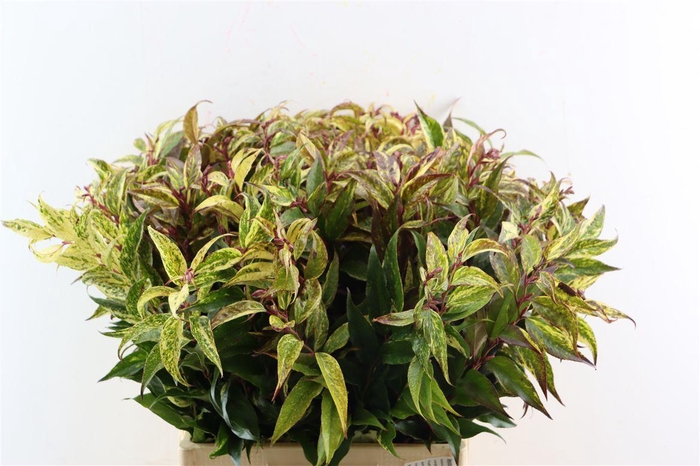 <h4>Leucothoe Walteri Rainbow</h4>