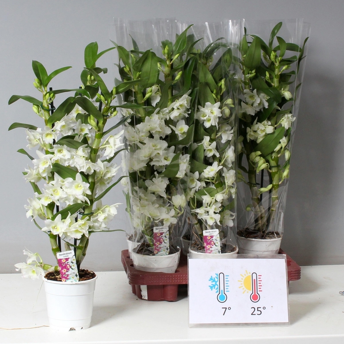 <h4>DENDR N SC APOLLON</h4>