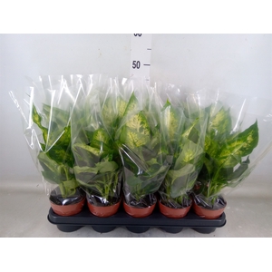 Dieffenbachia  'Compacta'