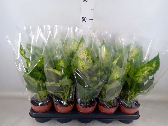 <h4>Dieffenbachia  'Compacta'</h4>