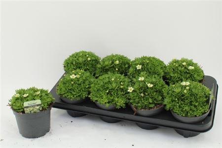 arr8 Saxif Ar Alp White