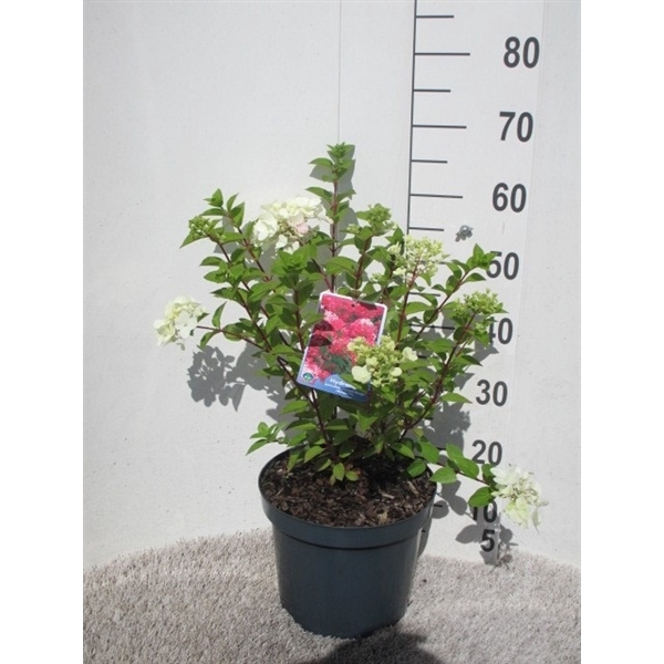 <h4>Hydrangea pan. Diamant Rouge struik 60 cm P26</h4>