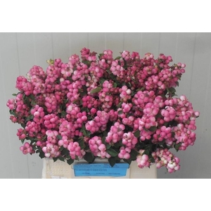Sympo Mag Ruby Fall Dam Plant