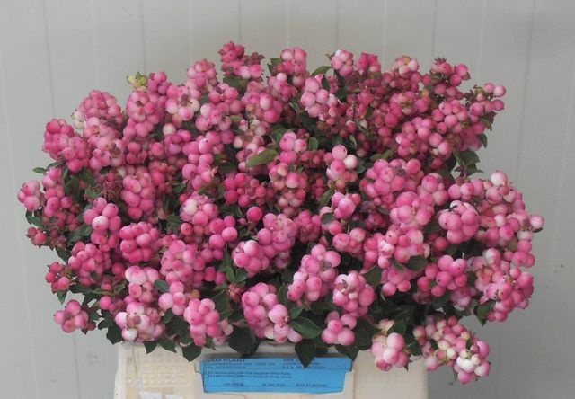 <h4>Sympo Mag Ruby Fall Dam Plant</h4>