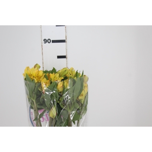 ALSTROEMERIA CARIBBEAN 080 CM