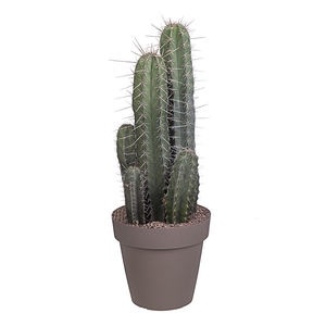 LEMAIREOCEREUS STELLATUS - POT Ø 25 (CACTUS)