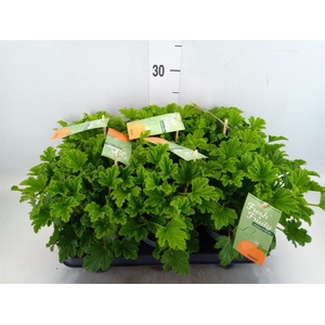 Pelargonium   ...mix smelling