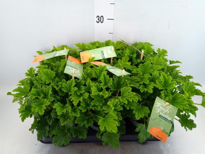 <h4>Pelargonium   ...mix smelling</h4>